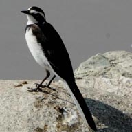 Wagtail African Pied  192