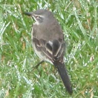 Wagtail Cape 192
