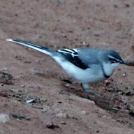 Wagtail Mountain192