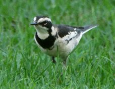 Wagtail African Pied 1924