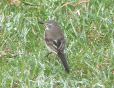 Wagtail Cape 5684