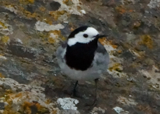 White Wagtail 8642