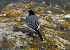 White Wagtail 8643