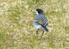 White Wagtail 8023