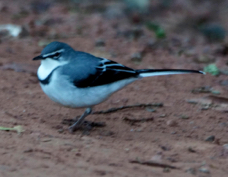 Wagtail Mountain 3010