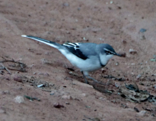 Wagtail Mountain 3004