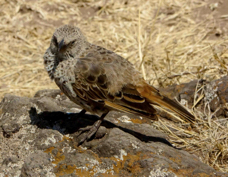 Weaver Rufous-tailed 1304