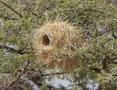 Weaver Rufous-tailed nest 2923