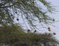 Weaver Rufous-tailed nests 0265