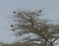 Weaver Rufous-tailed nests 2924