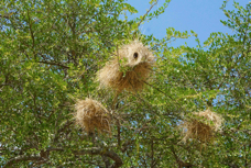 Weaver Rufous-tailed nests 9850