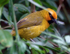 Weaver Spectacled male 1715