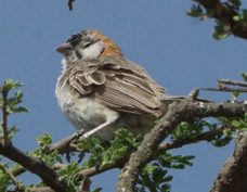Weaver Speckle-fronted 9757