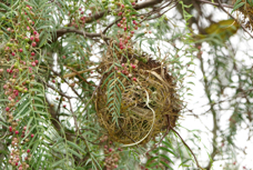 Weaver Speke's nest 0677