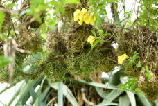 Weaver Speck's nest 0090