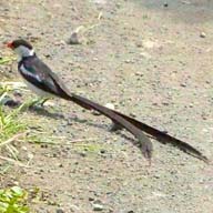 Whydah Pin-tailed 6600 192