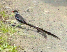 Whydah Pin-tailed 6600