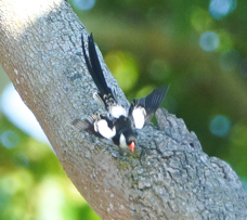 Pin-tailed Whydah-51.jpg