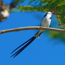 Pin-tailed Whydah-67
