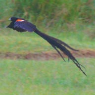 Widowbird Long-tailed  Sa 192