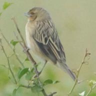 Widowbird Yellow-mantled 192