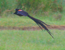 Widowbird Long-tailed 0606