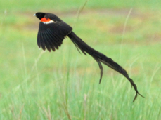 Widowbird Long-tailed 9976