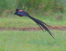 Widowbird Long-tailed  Sa 0606