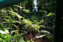 Rain Forest St Lucia 4703