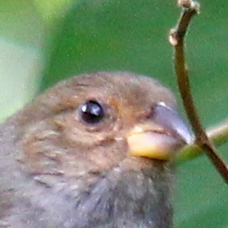 Lesser Antillian Bullfinch female  4976