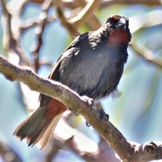 Lesser Antillian Bullfinch male 3854