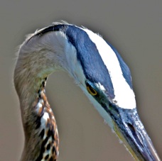 Great Blue Heron from the top 0862