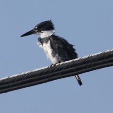 Belted Kingfisher male 3019
