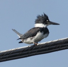 Belted Kingfisher male 3022