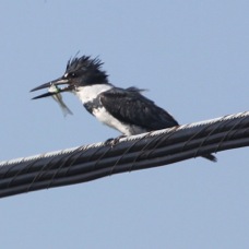 Belted Kingfisher male 3040