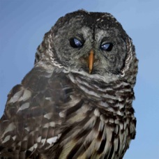 Great Gray Owl 1510 BG