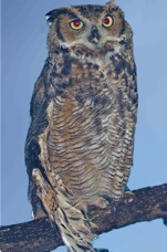 Great Horned Owl 1495 BG