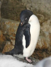 Adelie Penguin 0296