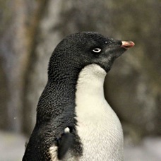 Adelie Penguin 0373