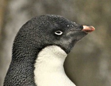 Adelie Penguin 0372