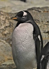 Gentoo Penguin 0287