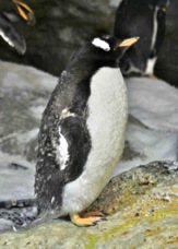 Gentoo Penguin 0291