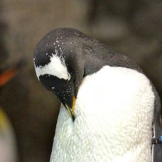 Gentoo Penguin 0294