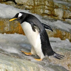 Gentoo Penguin 0333