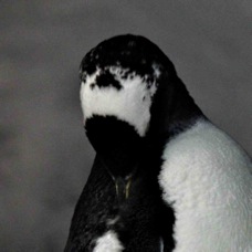 Gentoo Penguin 0390