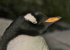 Gentoo Penguin 0284