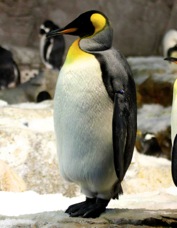 King Penguin 0274