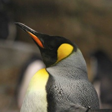 King Penguin 0300