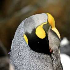 King Penguin 0304