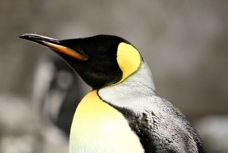 King Penguin 0276